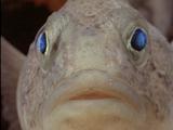 Cod Icefish