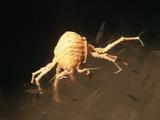 Sea Louse