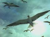 Tropicbird