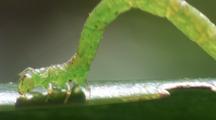 Caterpillars