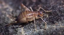 Cricket And Grasshopper