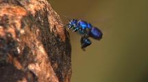 Flying Bugs
