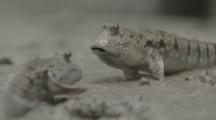 Lungfish And Mudskipper