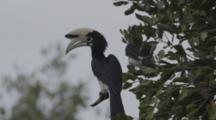 Hornbill