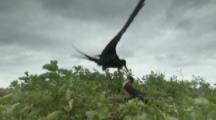 Frigatebird