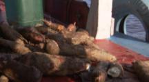 Yam