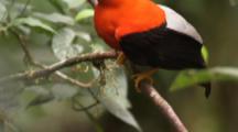 Bellbird