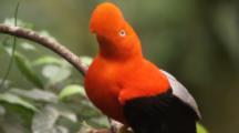 All Birds