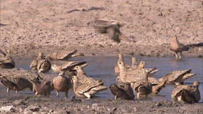 Sandgrouse
