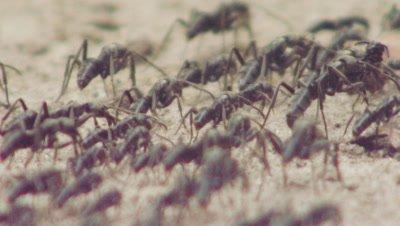 Ant