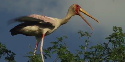Stork