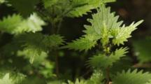 Nettle