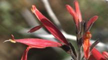 Acanthus