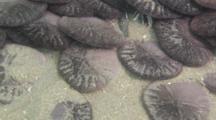 Sand Dollar