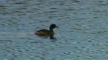 Grebe