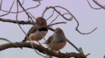 Finch