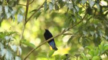 Leafbird
