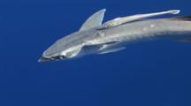 Remora