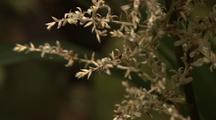 Flax And Linseed