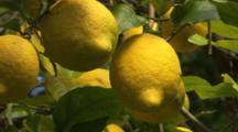 Citrus