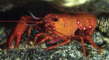 Lobster