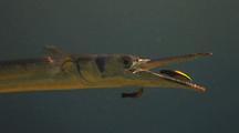 Needlefish