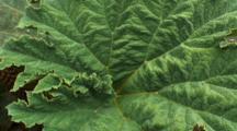 Gunnera
