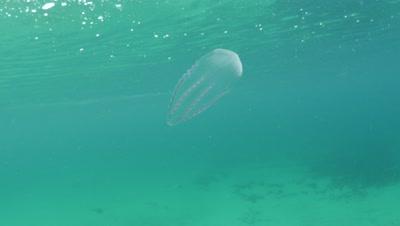 Comb Jelly