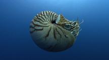 Nautilus