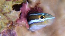Blenny