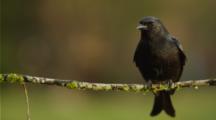 Drongo