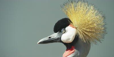 Crane