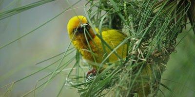 Weaver