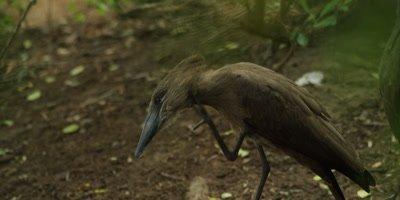 Hamerkop