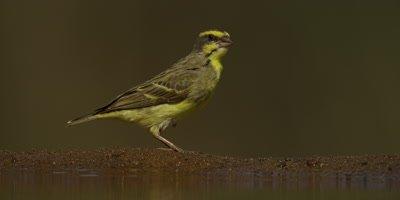 Canary