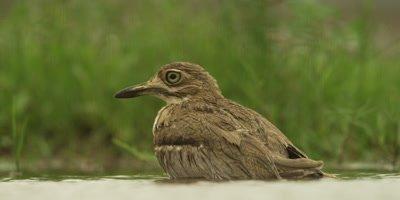 Thick-knee