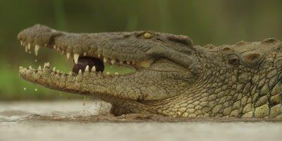 Crocodile