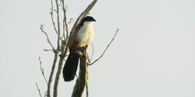 Coucal