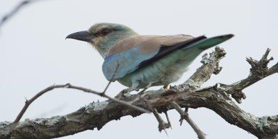 Roller And Bee-eater
