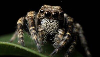Spiders