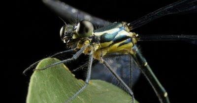 Damselfly