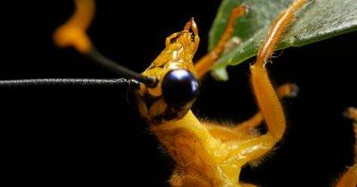 Lacewing And Antlion