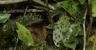 Swarming Bugs