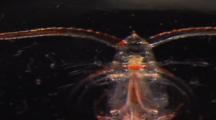 Copepod