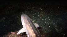 Sturgeon