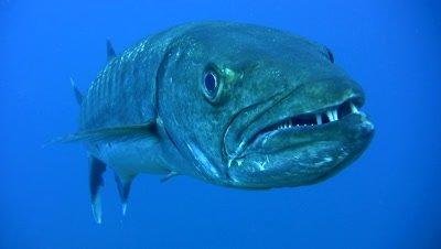 Barracuda