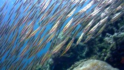 Razorfish