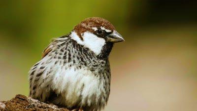 Sparrow