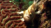 Anglerfish