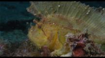 Leaf-fish